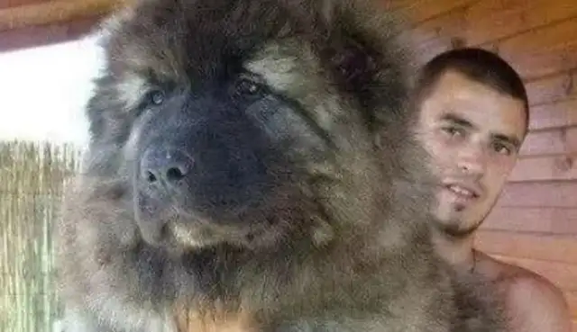 Called the most violent dog in the world, and any beast will die