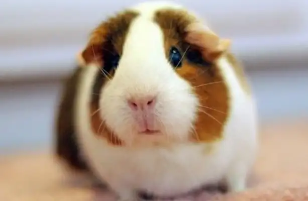 How big can Dutch pigs be