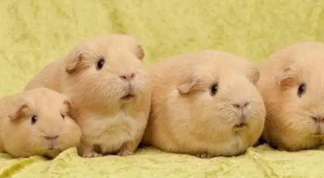 How big can Dutch pigs be