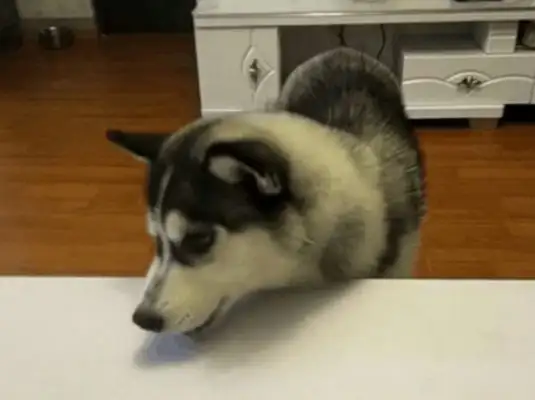 The dog was tricked home, and he ate lemon