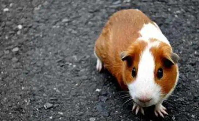 How big can Dutch pigs be
