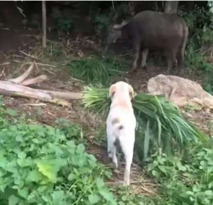 The master didn't have time to feed the cattle, so the dog took the task and saw the master cry
