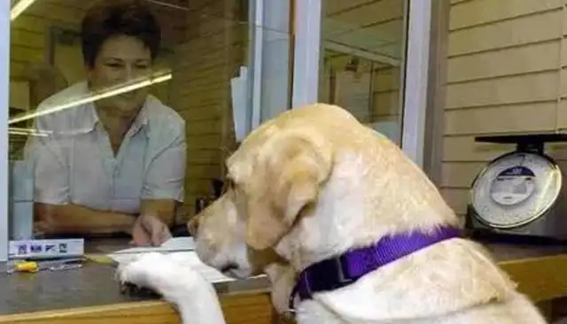 DOGS LEARN TO READ MEDICAL RECORDS, USE HUMAN SKILLS LIKE ATMS, ALL BECAUSE THEY LOVE THEIR MASTER