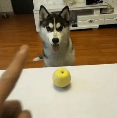 The dog was tricked home, and he ate lemon