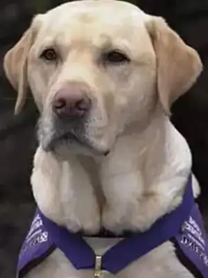DOGS LEARN TO READ MEDICAL RECORDS, USE HUMAN SKILLS LIKE ATMS, ALL BECAUSE THEY LOVE THEIR MASTER