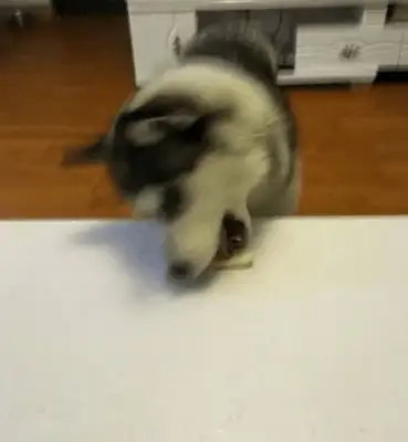 The dog was tricked home, and he ate lemon