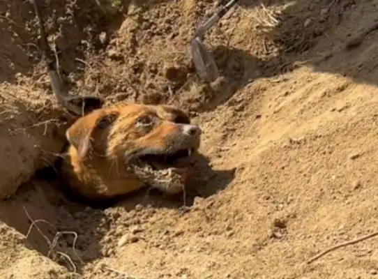 The dog was buried in his nose and everyone dug it out with a bat. I didn't know there was a surprise
