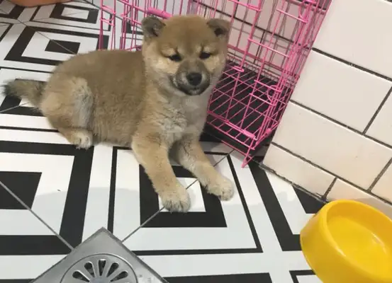 The dog is too sticky, and the netizens try to cover it with a box of paper