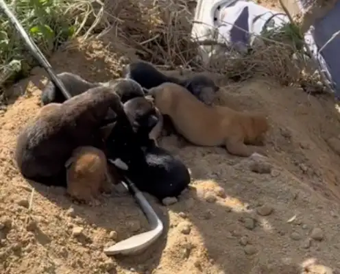 The dog was buried in his nose and everyone dug it out with a bat. I didn't know there was a surprise