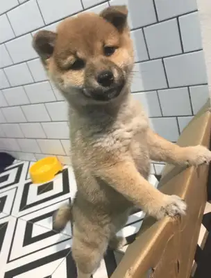 The dog is too sticky, and the netizens try to cover it with a box of paper