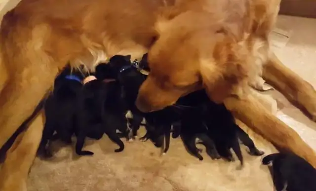 Blonde is in two-hundred-hundred, eight milk dogs, and the master is not happy