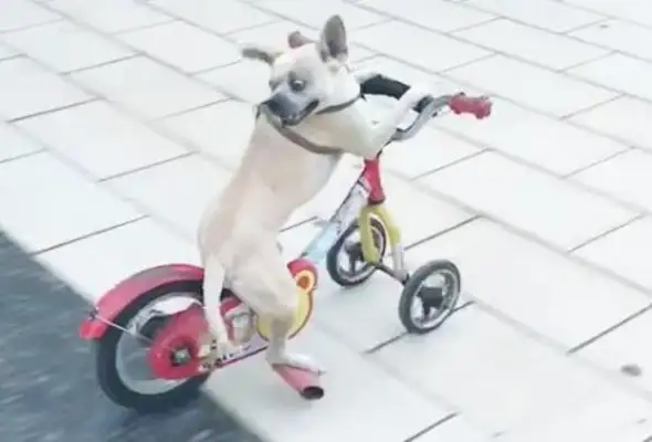 The dog stepped on a bike in the city square, stepped on a new attitude, almost in an accident