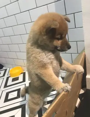 The dog is too sticky, and the netizens try to cover it with a box of paper