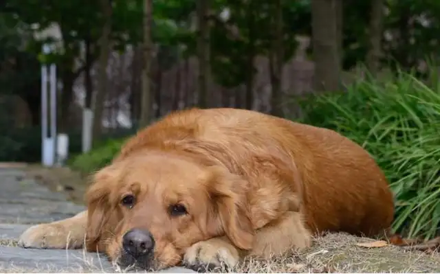 Blonde is in two-hundred-hundred, eight milk dogs, and the master is not happy