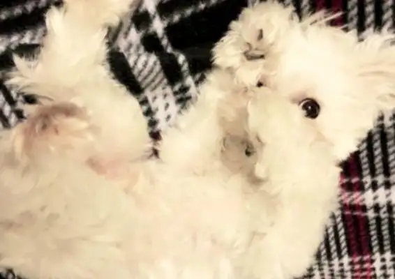 The dog was abandoned with anxiety, fell in love with clothes and warmed the owner to make his own closet