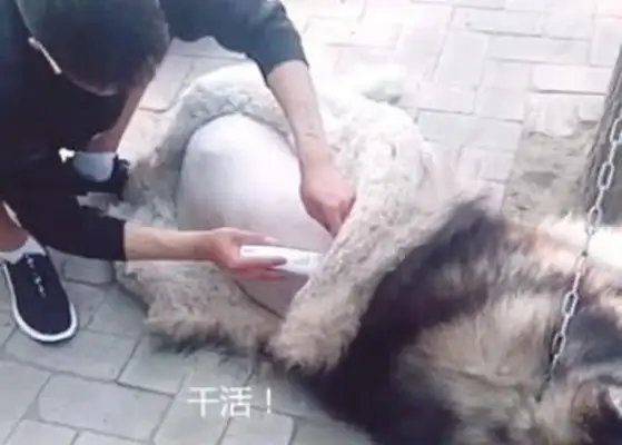 After an old man's illness, an adopted stray dog steals 50 eggs with his mouth, while the owner of the chicken farm weeps for food