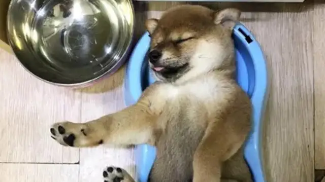 When the wooddogs were fed, they fell asleep in their own bowl.