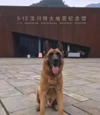 The final search dog, Shen Tiger, died in the 512 earthquake! He saved 15 people from the dead zone
