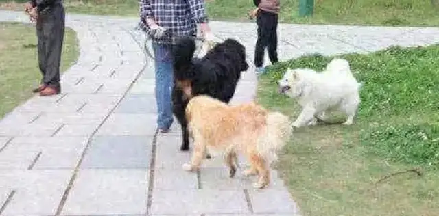 Why isn't the list of forbidden dogs uniform across the country