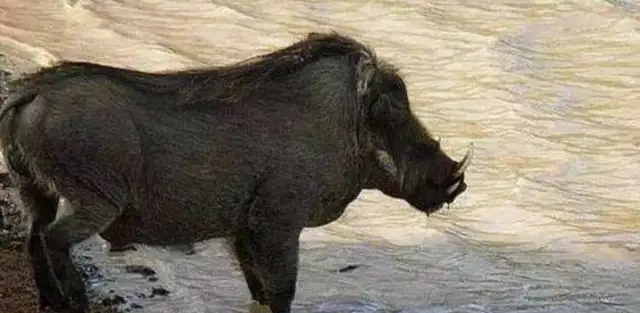 The hound bites the tail of the boar. The boar's in pain