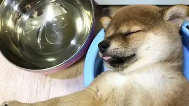 When the wooddogs were fed, they fell asleep in their own bowl.