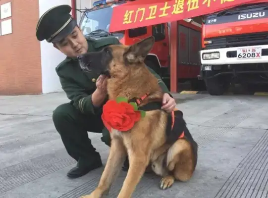 The final search dog, Shen Tiger, died in the 512 earthquake! He saved 15 people from the dead zone