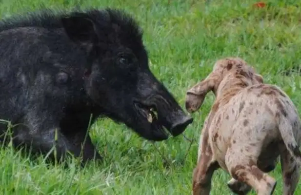 The hound bites the tail of the boar. The boar's in pain