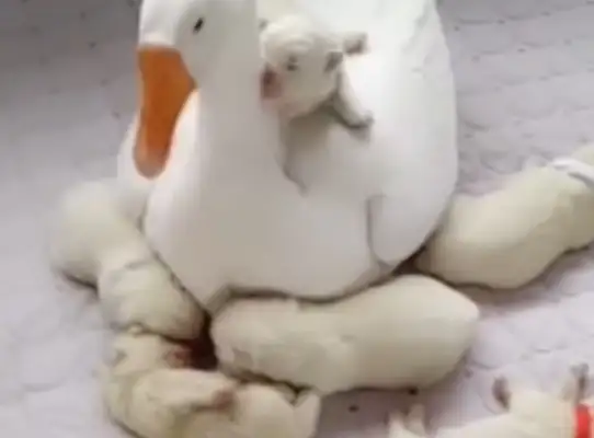 Big white geese are self-defeating bodyguards, taking care of six little Seymour dogs