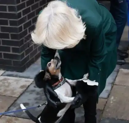 Camilla's got a dog on the line. He's got a big heart