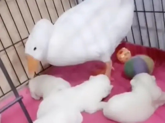 Big white geese are self-defeating bodyguards, taking care of six little Seymour dogs