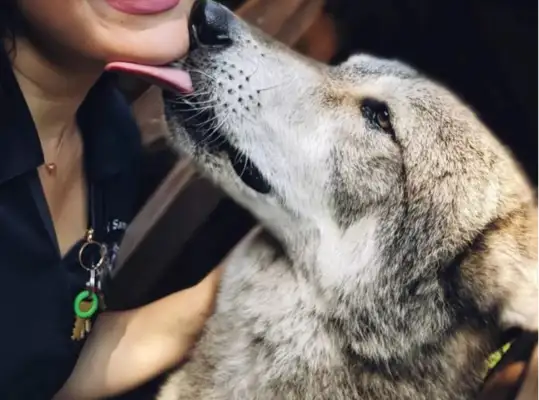 As the beautiful girl took over the natural wolf fire, the authoritative expert said, "Don't worry, this will be a dog..