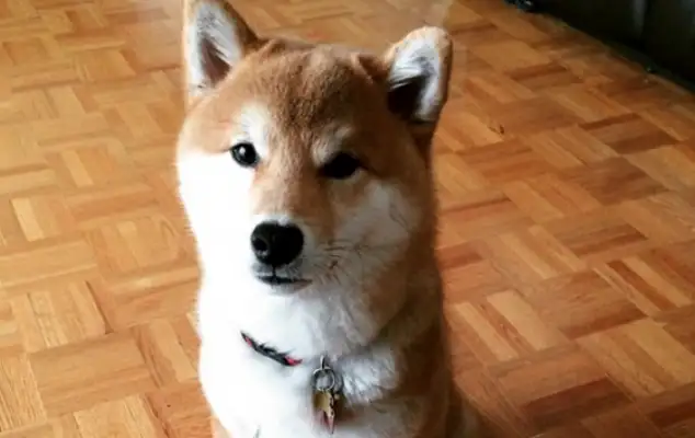 The master's food is being watched by the Hungry Power, but the dog can't even eat until he falls asleep