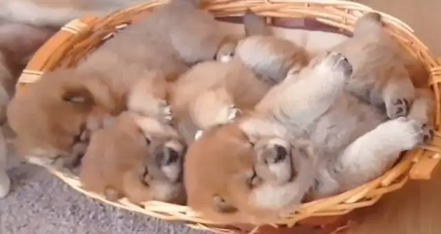 The lovers gave birth to three babies, and together they were taken care of