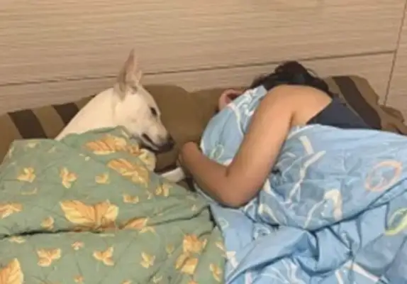 The dog sleeps with his wife early and looks at him as he goes out to sleep