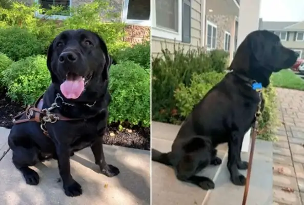 new york visually impaired women spend 15 years waiting for their beloved blind dog, and the trainer is killing the dog by "leave it in the car"