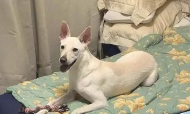 The dog sleeps with his wife early and looks at him as he goes out to sleep