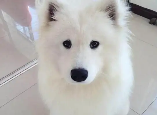 The master came home with blood marks and thought the dog was hurt