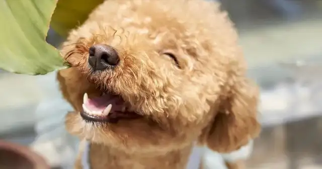 The dog's 10 days of change. He's with the owner. Hospital