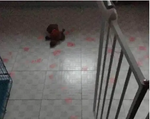 The master came home with blood marks and thought the dog was hurt