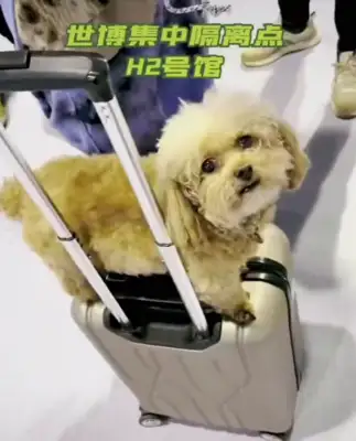 The dog's 10 days of change. He's with the owner. Hospital