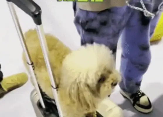 The dog's 10 days of change. He's with the owner. Hospital