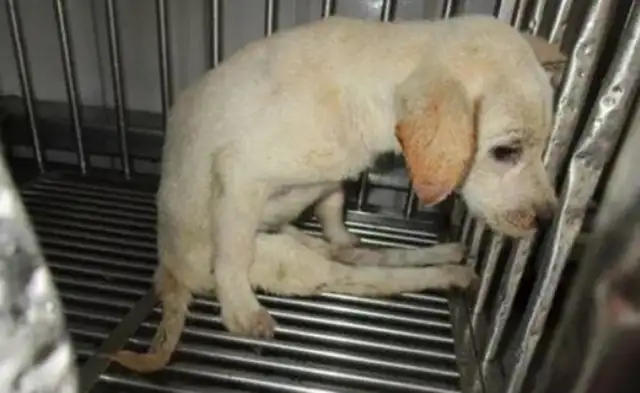 The little stray dog was crushed and dissolved. Help: I don't know how it survived..