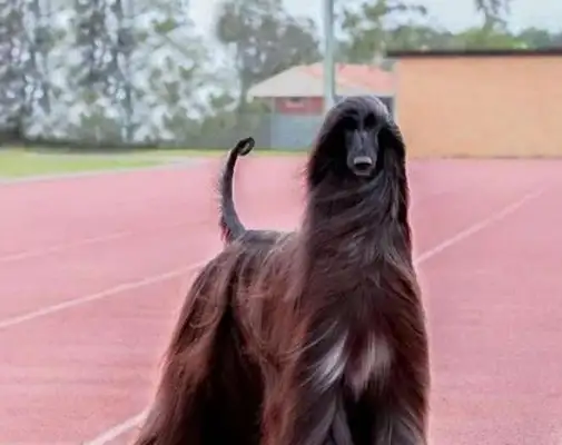 The most beautiful dog in the world, who looks like the Night King, can buy a car once