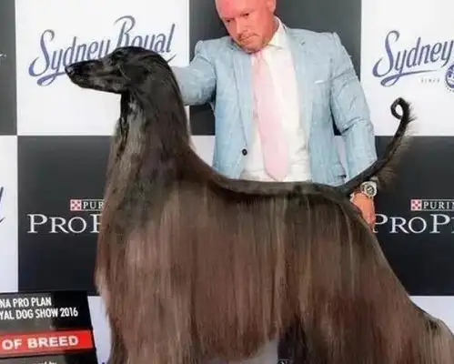 The most beautiful dog in the world, who looks like the Night King, can buy a car once