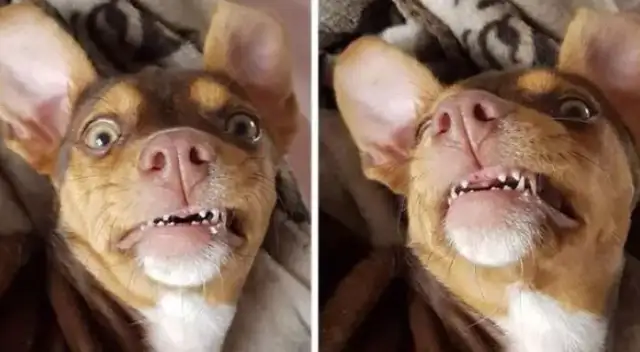 Grandma couldn't find her teeth until she saw the dog at home..