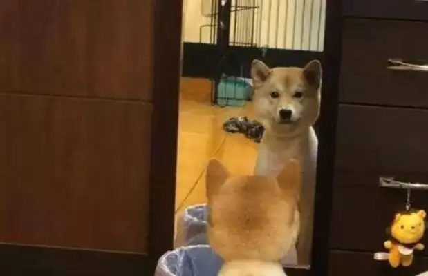 After shaving his hair to the mirror for a long time, he apologized to him, but he was still stubborn