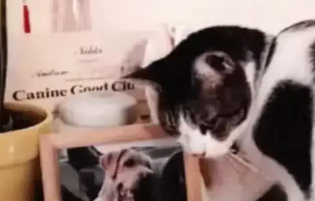 The third day after the dog died, the cat jumped on the table and came close to tears