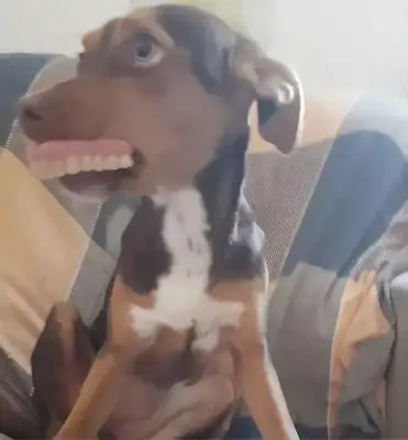 Grandma couldn't find her teeth until she saw the dog at home..