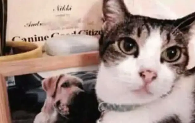 The third day after the dog died, the cat jumped on the table and came close to tears