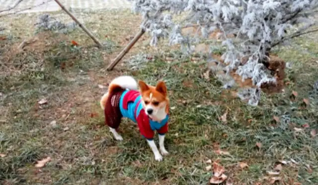 For the first time, the dog was wearing thick clothes, and it wasn't right